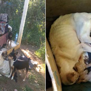 Polícia Civil instaura inquérito para apurar maus tratos a cachorros