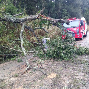 Queda de árvore interrompe trânsito em Poço Claro