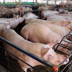Carne suína do Paraná chega a 70 países; exportações têm 2º melhor semestre da história