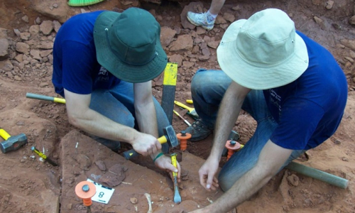 Pesquisadores desvendam taxas de crescimento e longevidade de dinossauro brasileiro