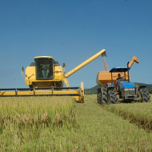 Epagri/Cepa estima aumento na produção das principais culturas agrícolas