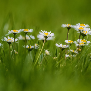 Deixe Deus fazer com você o que a primavera faz com as flores