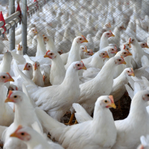 Exportação catarinense de carne de frango apresenta o melhor resultado dos últimos cinco anos