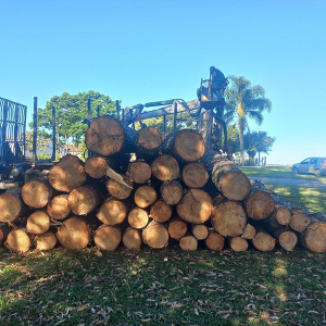 Dupla é presa após ser flagrada furtando madeiras no interior