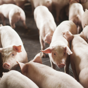 Santa Catarina exporta 68 mil toneladas de carne suína em outubro