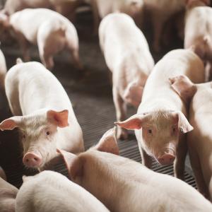 Santa Catarina bate recorde na exportação de carnes em 2024
