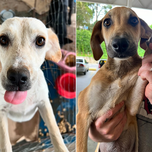 Pensando em adotar um cãozinho? Feira de adoção acontece neste sábado