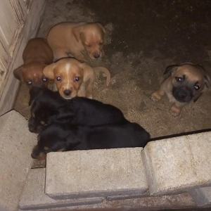Filhotes de cachorro são resgatados em situação de maus-tratos após denúncia