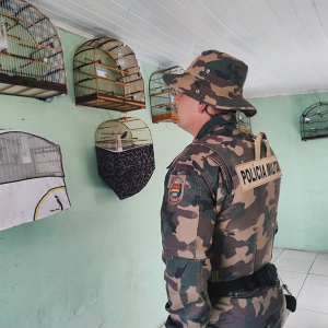 Polícia Ambiental resgata aves mantidas em cativeiro irregular