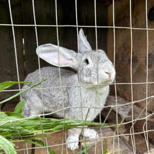 Criação de coelhos vira alternativa de renda para produtores rurais de Mafra