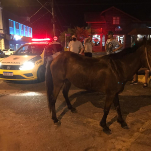 Cavalo “atropela” veículo no centro de Rio Negro