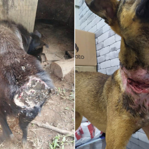 Polícia Civil indicia duas pessoas por maus-tratos a animais