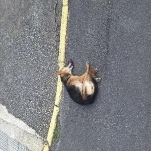ONGs de Riomafra se unem em protesto contra os maus-tratos aos animais
