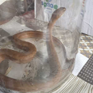 Visita inesperada: cobra é encontrada escondida dentro de quarto